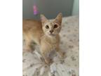 Adopt Ginger (Catrina Kittens Momma) a Domestic Short Hair