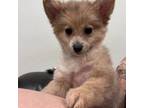 Pomeranian Puppy for sale in Martinsville, IN, USA
