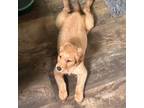 Golden Retriever Puppy for sale in Sparta, WI, USA