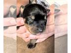 Rottweiler PUPPY FOR SALE ADN-789152 - AKC German Rottweiler
