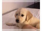 Golden Retriever PUPPY FOR SALE ADN-789328 - Miracle puppy