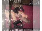 American Pit Bull Terrier PUPPY FOR SALE ADN-789495 - Red Nose and Blue Pitbull