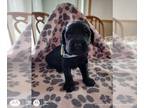 Goldendoodle PUPPY FOR SALE ADN-789499 - Beautiful Black doodle pups