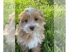 Maltipoo PUPPY FOR SALE ADN-789505 - Missy maltipoo