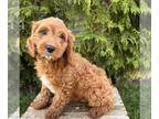 Cavapoo PUPPY FOR SALE ADN-789507 - Bear