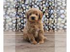 Goldendoodle (Miniature) PUPPY FOR SALE ADN-789511 - Micro Mini Goldendoodles