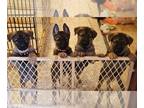 Malinois PUPPY FOR SALE ADN-789517 - Dutch KNPV Working line puppies
