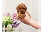 Poodle (Toy) PUPPY FOR SALE ADN-789522 - AKC Genetically Tested Red Toy Poodle
