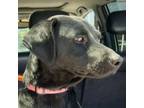 Adopt Yana (CP) - Adopt Me! a Labrador Retriever