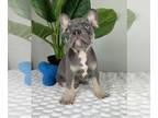 French Bulldog PUPPY FOR SALE ADN-789539 - AKC FRENCH BULLDOG PUPPIES