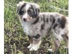 Miniature Australian Shepherd PUPPY FOR SALE ADN-789542 - Cash