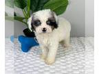 Cavapoo PUPPY FOR SALE ADN-789544 - ADORABLE CAVAPOO PUPPIES