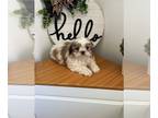 Shih-Poo PUPPY FOR SALE ADN-789564 - Shih poo