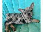 French Bulldog PUPPY FOR SALE ADN-789565 - Beautiful French bulldog Queen