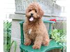 Cavapoo PUPPY FOR SALE ADN-789577 - Zenith