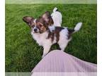 Papillon PUPPY FOR SALE ADN-789580 - ICA Papillon For Sale Millersburg OH