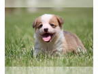Pembroke Welsh Corgi PUPPY FOR SALE ADN-789581 - Corgi Puppies with Champion