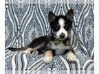 Pomsky PUPPY FOR SALE ADN-789591 - Bruiser