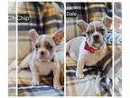 French Bulldog PUPPY FOR SALE ADN-789592 - 2 Adorable French Bulldog Male