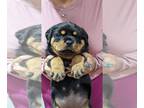 Rottweiler PUPPY FOR SALE ADN-789594 - Females