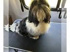 Shih Tzu PUPPY FOR SALE ADN-789595 - AKC Shih Tzu Snoopy