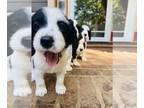 English Setter-English Springer Spaniel Mix PUPPY FOR SALE ADN-789600 - Springer