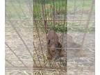 Doberman Pinscher PUPPY FOR SALE ADN-789601 - Brown and Rust Male Dobie Pup