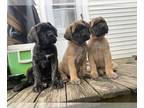 Mastiff PUPPY FOR SALE ADN-789603 - AKC English Mastiff Puppies