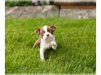 Boston Terrier PUPPY FOR SALE ADN-789605 - AKC male Boston Terrier puppy Indiana