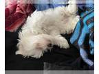 Maltese PUPPY FOR SALE ADN-789607 - 4 Month old Maltese for sale