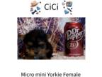Yorkshire Terrier PUPPY FOR SALE ADN-789614 - Micro Mini Yorkie Female