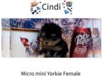 Yorkshire Terrier PUPPY FOR SALE ADN-789616 - Micro Mini Yorkie Female