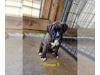 Boxer PUPPY FOR SALE ADN-789621 - AKC Female Brindle With White Markings Boxer