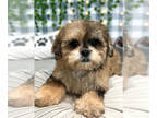 Shih-Poo PUPPY FOR SALE ADN-789626 - Dolly