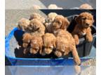 Goldendoodle PUPPY FOR SALE ADN-789630 - Goldendoodle Puppies