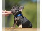 French Bulldog PUPPY FOR SALE ADN-789634 - Luca