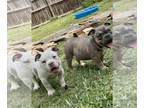American Bully PUPPY FOR SALE ADN-789635 - 3 month micro female