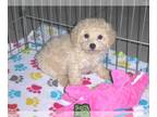 Poodle (Miniature) PUPPY FOR SALE ADN-789655 - Miniature Poodle Puppy