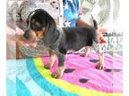 Beagle PUPPY FOR SALE ADN-789675 - Tanna Bluetick Beagle Girl