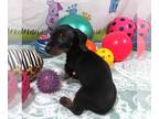 Dachshund PUPPY FOR SALE ADN-789678 - Missy Black Smooth Mini Dachshund Girl