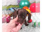 Dachshund PUPPY FOR SALE ADN-789683 - Morgana Chocolate Smooth Mini Dachshund