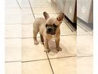 French Bulldog PUPPY FOR SALE ADN-789684 - AKC registered French Bulldog