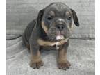 Olde English Bulldogge PUPPY FOR SALE ADN-789686 - Puppy for sale