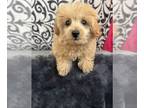 Pom-A-Poo PUPPY FOR SALE ADN-789687 - Girl pomapoo puppy