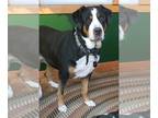 Greater Swiss Mountain Dog PUPPY FOR SALE ADN-789698 - Swissys