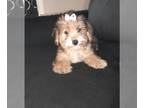 Poodle (Toy) Mix PUPPY FOR SALE ADN-789702 - Yorkipoo female