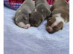 American Bully PUPPY FOR SALE ADN-789726 - American Bully puppies