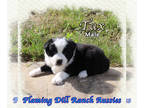 Miniature Australian Shepherd PUPPY FOR SALE ADN-789732 - Tax Mini Black Bi Male