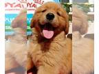 Golden Retriever PUPPY FOR SALE ADN-789754 - Golden Retriever puppy