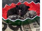 French Bulldog PUPPY FOR SALE ADN-789777 - Male frenchie